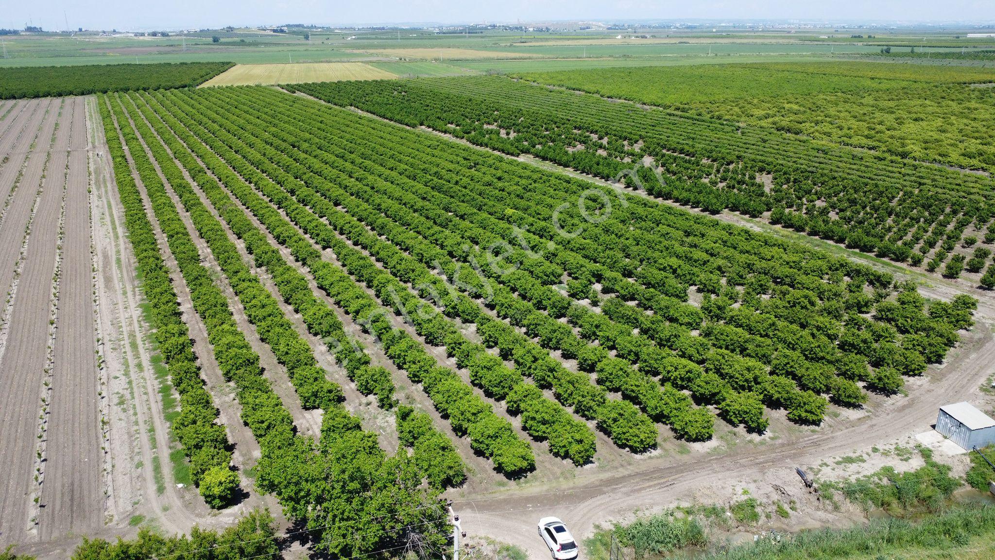 Yüreğir *innaplı (yukarıçiçekli)* 50,865m2 Mandalina Bahçesi Takas Olur*video Bak — fotoğraf 7