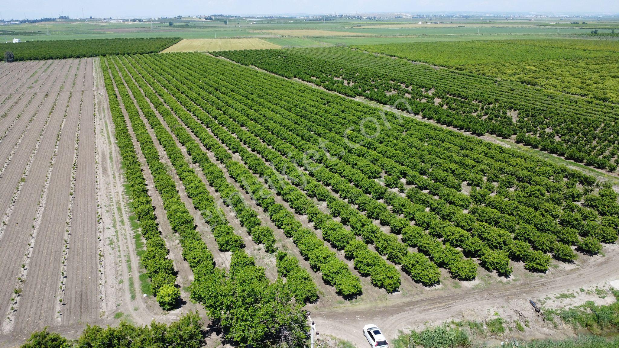 Yüreğir *innaplı (yukarıçiçekli)* 50,865m2 Mandalina Bahçesi Takas Olur*video Bak — fotoğraf 11