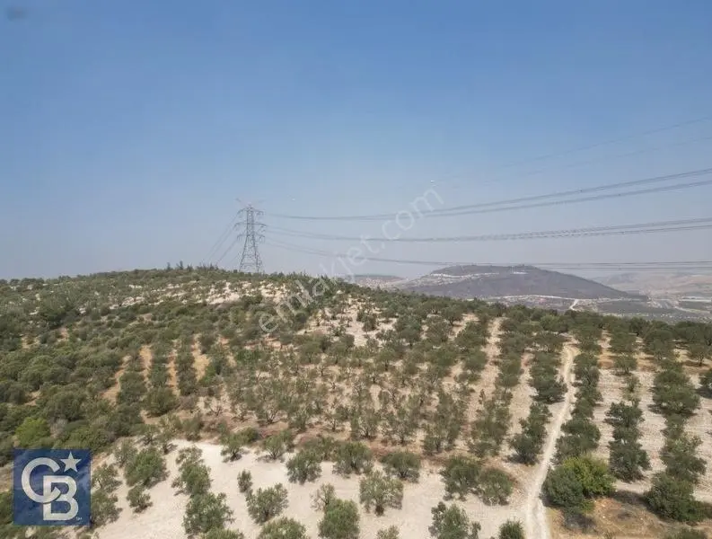 Helvacıda Satılık 3500M2 Tek Tapu Satılık Zeytinlik
