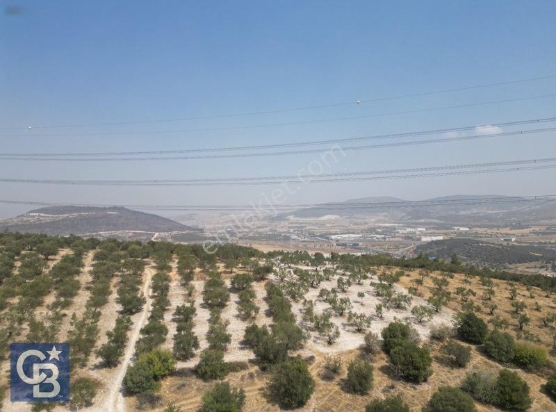 Helvacıda Satılık 3500m2 Tek Tapu Satılık Zeytinlik — fotoğraf 2