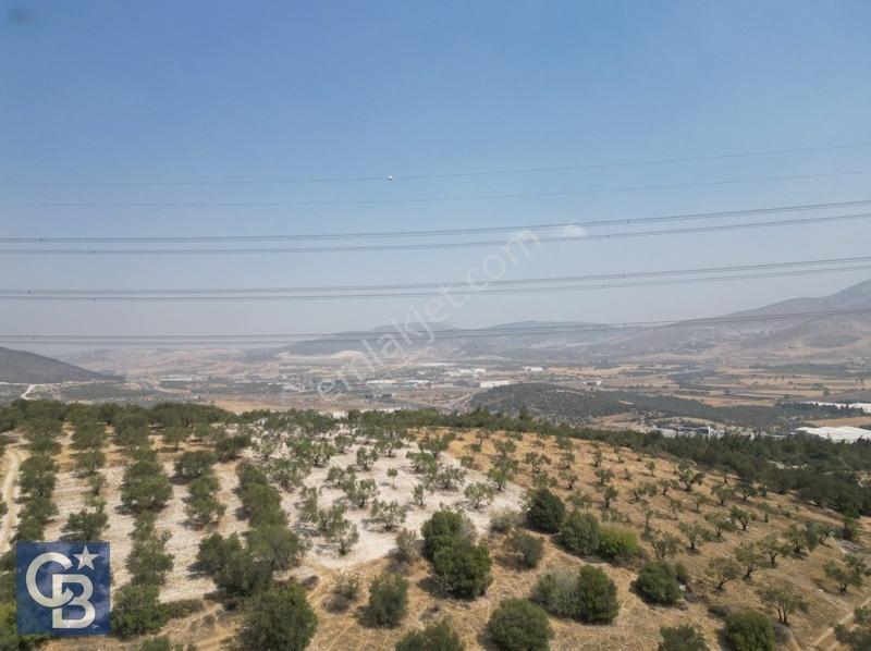 Helvacıda Satılık 3500m2 Tek Tapu Satılık Zeytinlik — fotoğraf 3