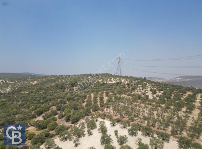 Helvacıda Satılık 3500m2 Tek Tapu Satılık Zeytinlik — fotoğraf 4