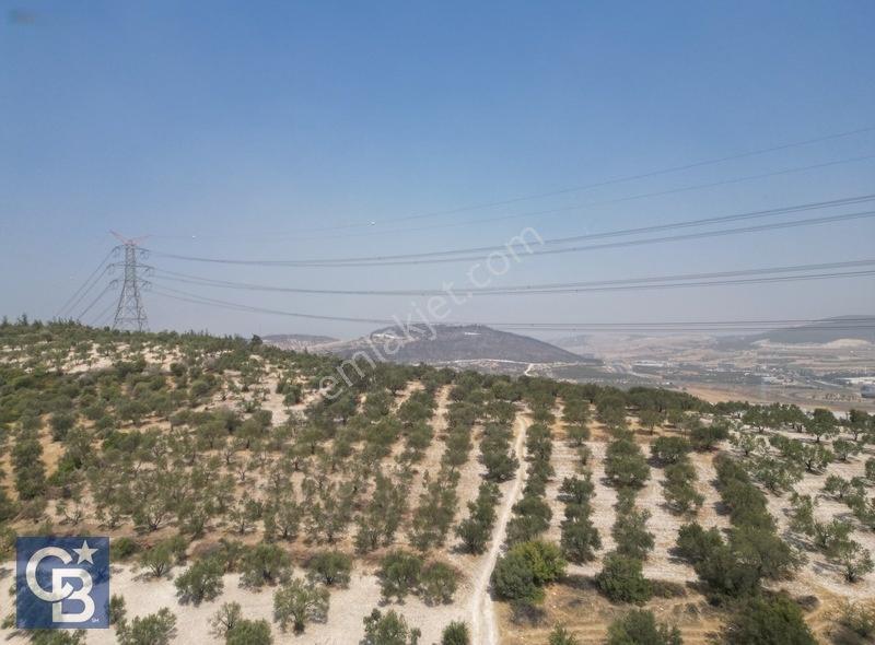 Helvacıda Satılık 3500m2 Tek Tapu Satılık Zeytinlik — fotoğraf 5