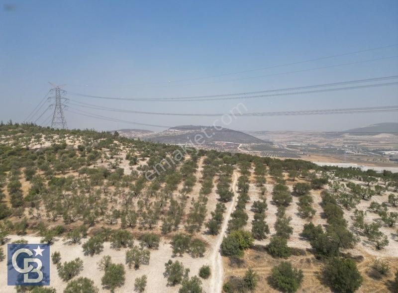 Helvacıda Satılık 3500m2 Tek Tapu Satılık Zeytinlik — fotoğraf 6