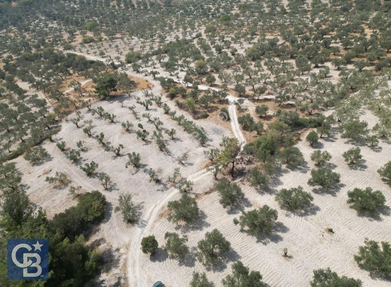 Helvacıda Satılık 3500m2 Tek Tapu Satılık Zeytinlik — fotoğraf 7