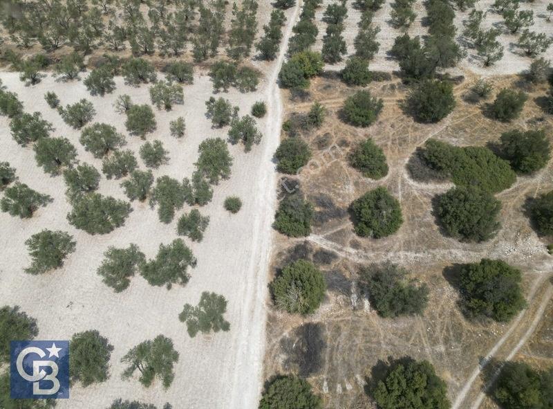 Helvacıda Satılık 3500m2 Tek Tapu Satılık Zeytinlik — fotoğraf 8
