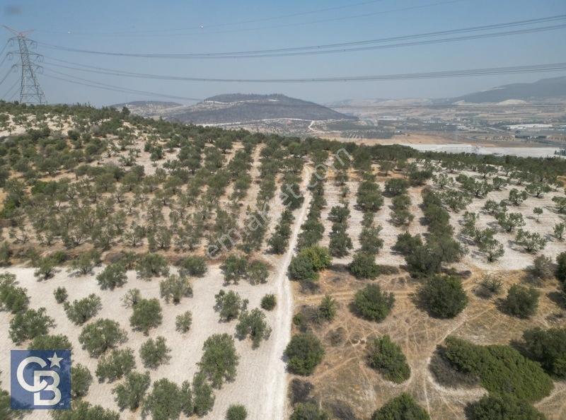 Helvacıda Satılık 3500m2 Tek Tapu Satılık Zeytinlik — fotoğraf 9