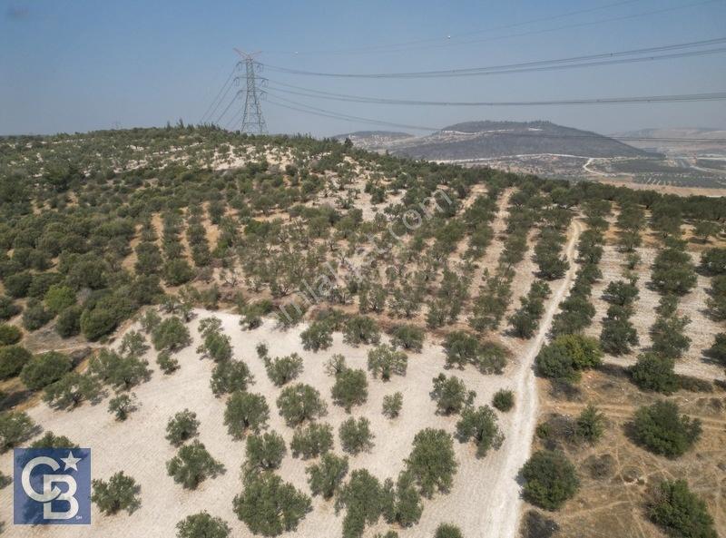Helvacıda Satılık 3500m2 Tek Tapu Satılık Zeytinlik — fotoğraf 10