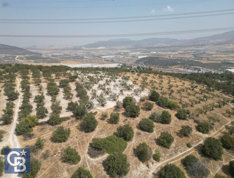 Helvacıda Satılık 3500m2 Tek Tapu Satılık Zeytinlik — fotoğraf 11