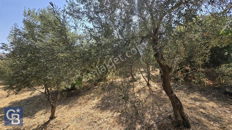 Karakuzu'da 5 Villalık %50 İmarlı 1562 M2 Satılık Fırsat Arsa — fotoğraf 19