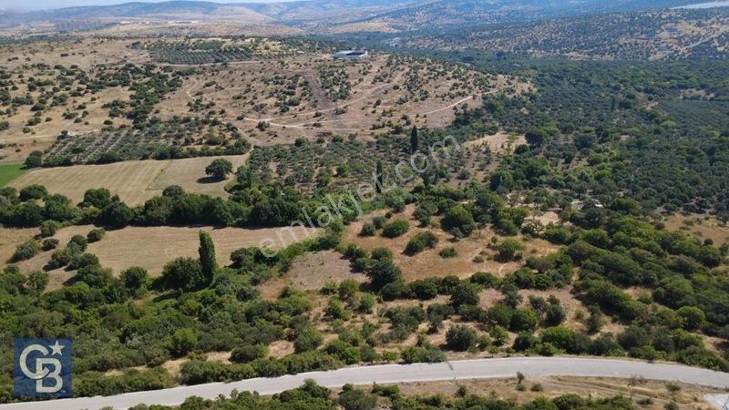 Kalabakta Tek Tapu 2122m2 Satılık Zeytinlik — fotoğraf 4