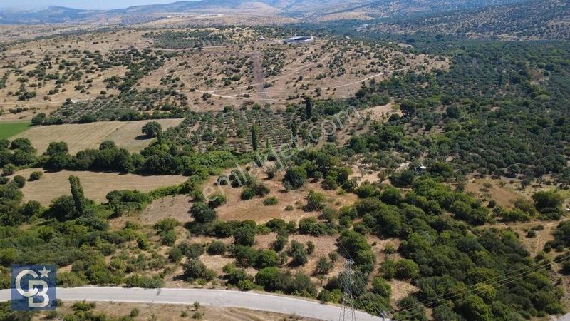 Kalabakta Tek Tapu 2122m2 Satılık Zeytinlik — fotoğraf 5