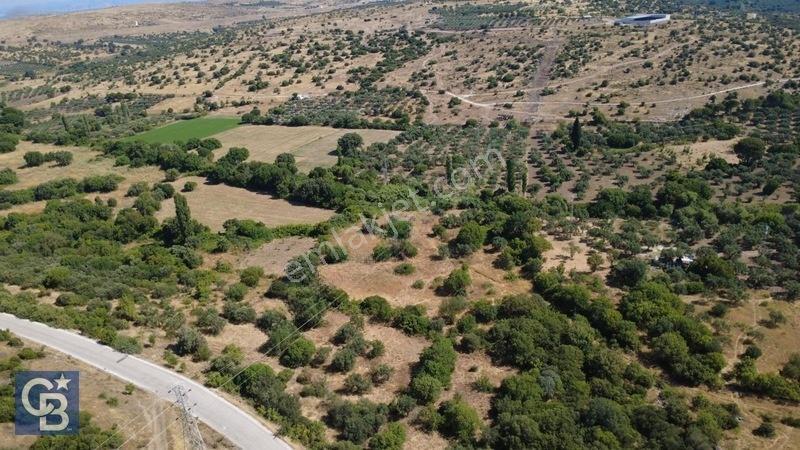 Kalabakta Tek Tapu 2122m2 Satılık Zeytinlik — fotoğraf 6