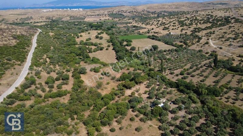 Kalabakta Tek Tapu 2122m2 Satılık Zeytinlik — fotoğraf 9
