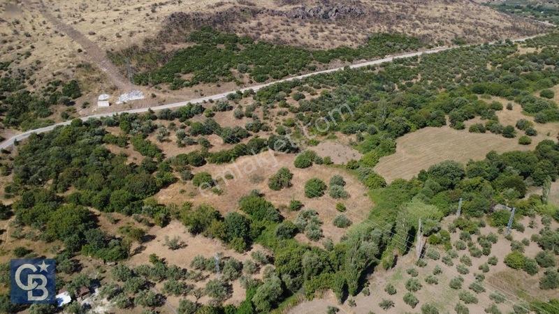 Kalabakta Tek Tapu 2122m2 Satılık Zeytinlik — fotoğraf 13