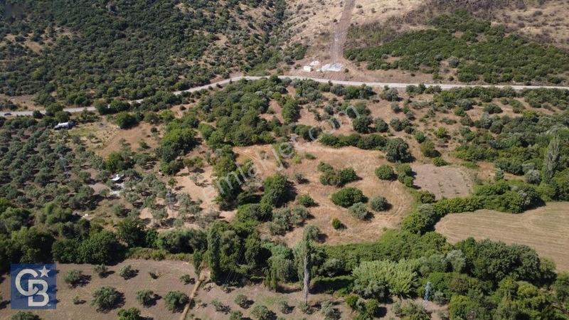 Kalabakta Tek Tapu 2122m2 Satılık Zeytinlik — fotoğraf 15
