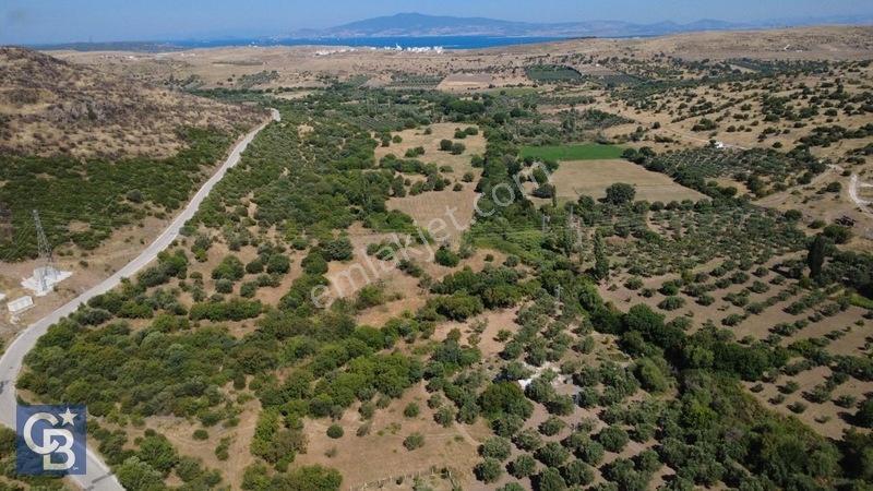 Kalabakta Tek Tapu 2122m2 Satılık Zeytinlik — fotoğraf 18