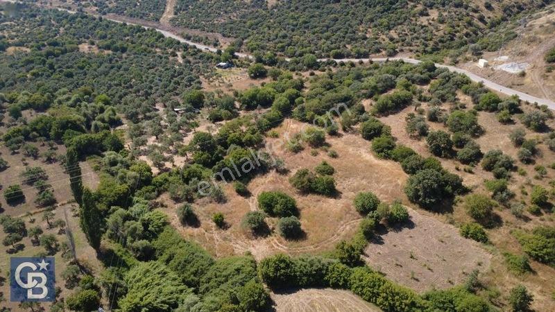 Kalabakta Tek Tapu 2122m2 Satılık Zeytinlik — fotoğraf 19