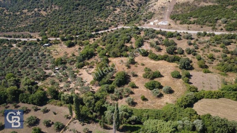 Kalabakta Tek Tapu 2122m2 Satılık Zeytinlik — fotoğraf 21