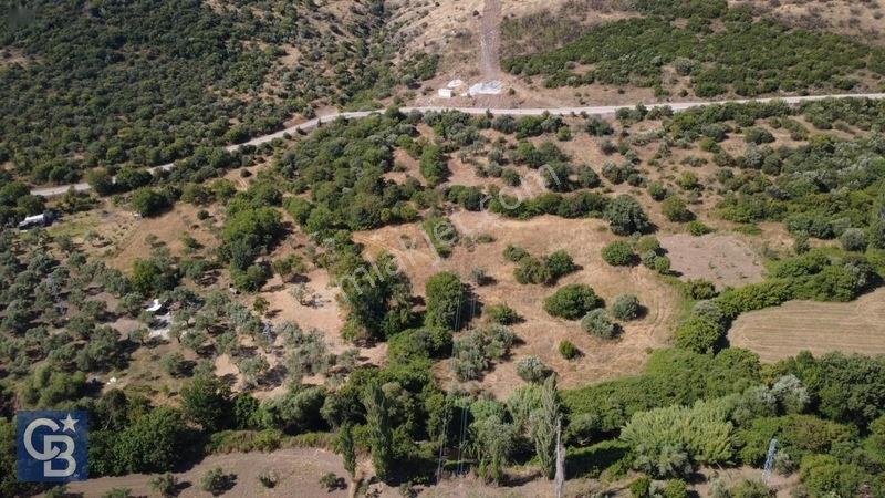 Kalabakta Tek Tapu 2122m2 Satılık Zeytinlik — fotoğraf 22