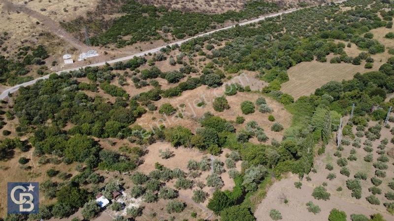 Kalabakta Tek Tapu 2122m2 Satılık Zeytinlik — fotoğraf 25