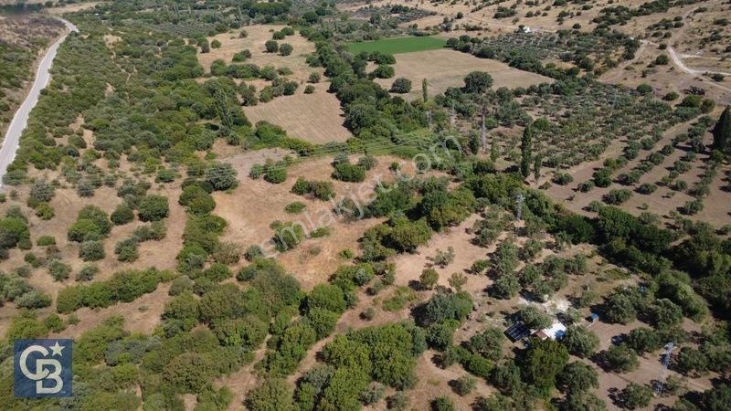 Kalabakta Tek Tapu 2122m2 Satılık Zeytinlik — fotoğraf 29