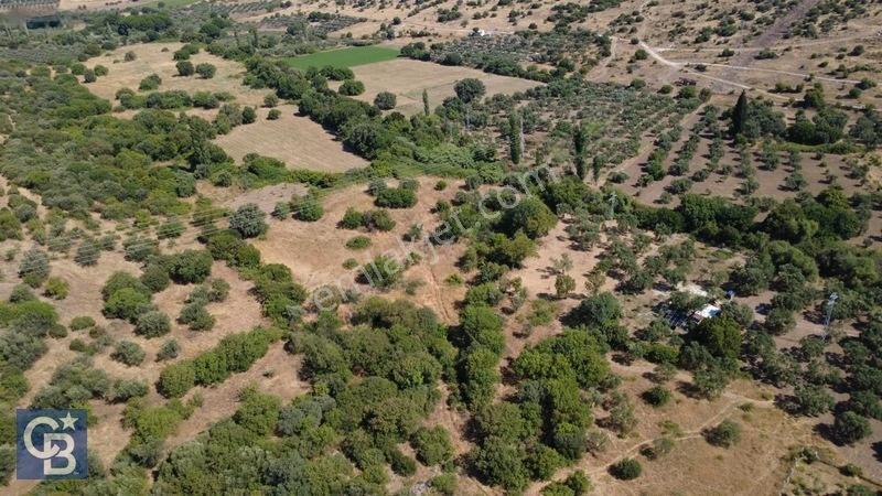 Kalabakta Tek Tapu 2122m2 Satılık Zeytinlik — fotoğraf 33