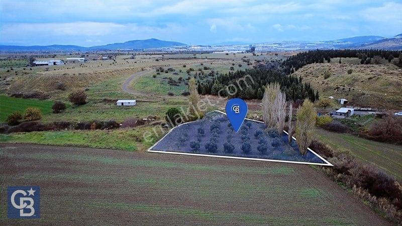 Cb Odak'tan Aliağa Güzelhisarda Satılık Zeytinlik — fotoğraf 3
