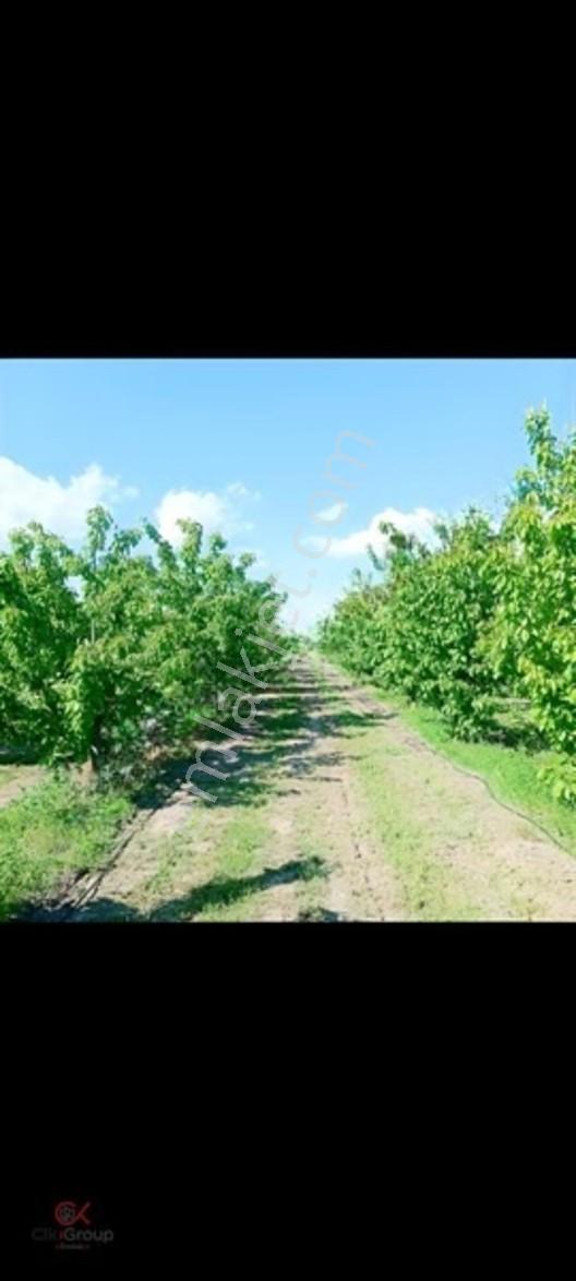 Meyvenin Başkenti Afyon Sultandağında Satılık Kiraz Bahçesi