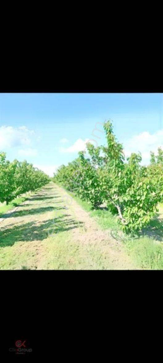 Meyvenin Başkenti Afyon Sultandağında Satılık Kiraz Bahçesi — fotoğraf 3