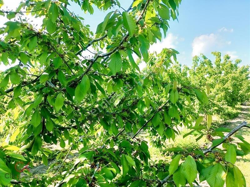 Meyvenin Başkenti Afyon Sultandağında Satılık Kiraz Bahçesi — fotoğraf 7