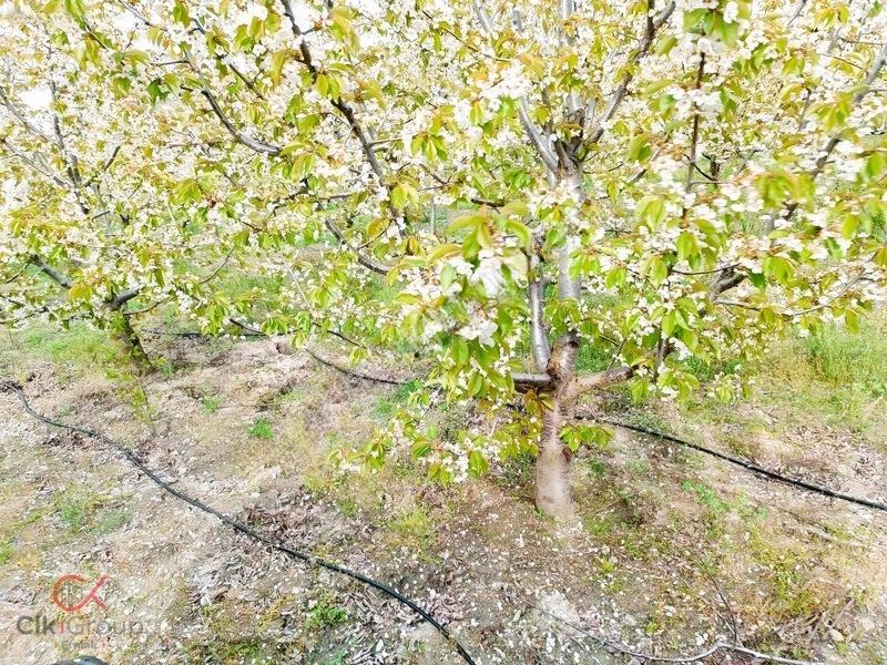 Meyvenin Başkenti Afyon Sultandağında Satılık Kiraz Bahçesi — fotoğraf 9