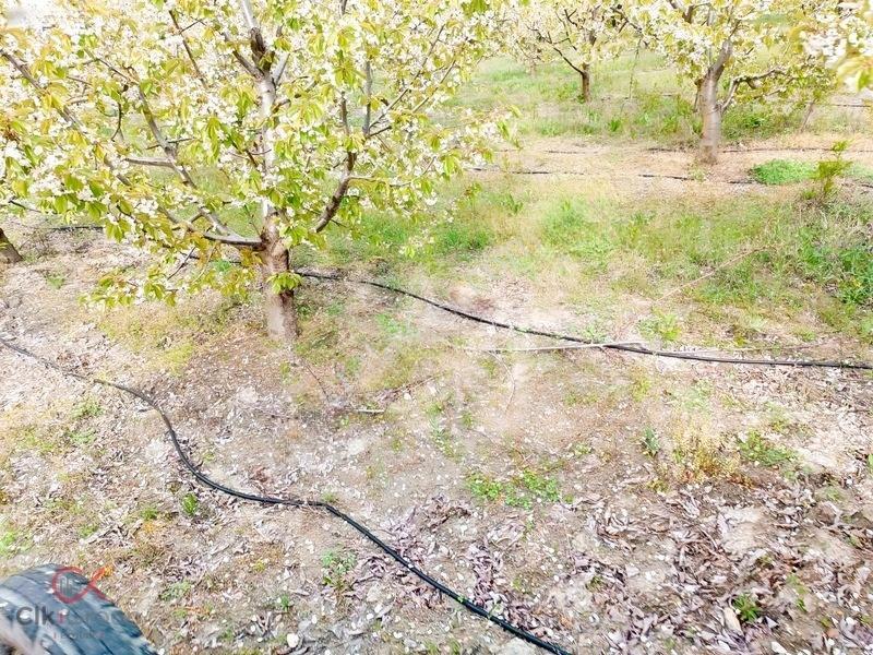 Meyvenin Başkenti Afyon Sultandağında Satılık Kiraz Bahçesi — fotoğraf 11