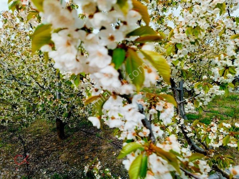 Meyvenin Başkenti Afyon Sultandağında Satılık Kiraz Bahçesi — fotoğraf 13