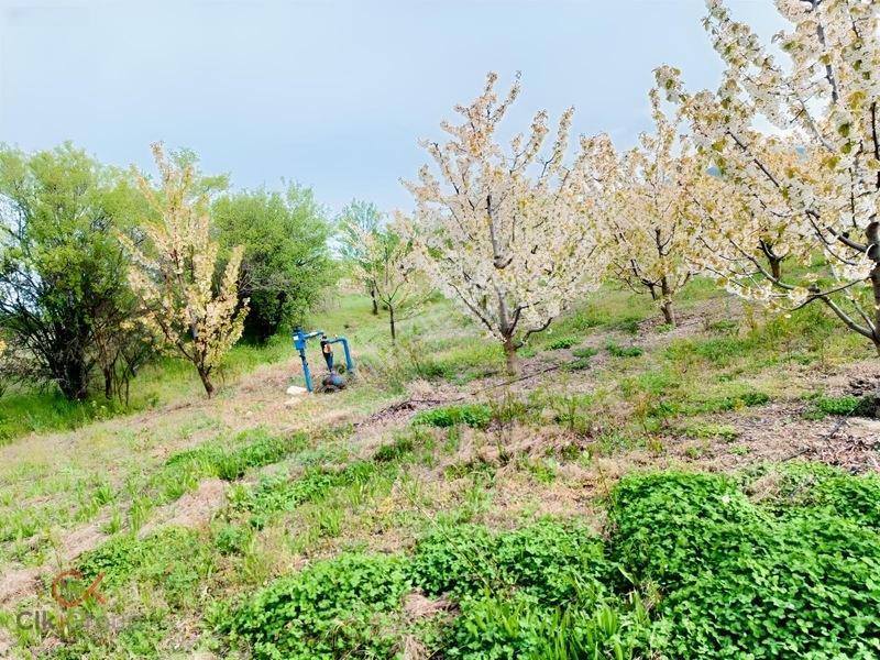 Meyvenin Başkenti Afyon Sultandağında Satılık Kiraz Bahçesi — fotoğraf 15