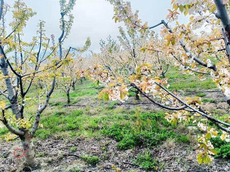 Meyvenin Başkenti Afyon Sultandağında Satılık Kiraz Bahçesi — fotoğraf 16