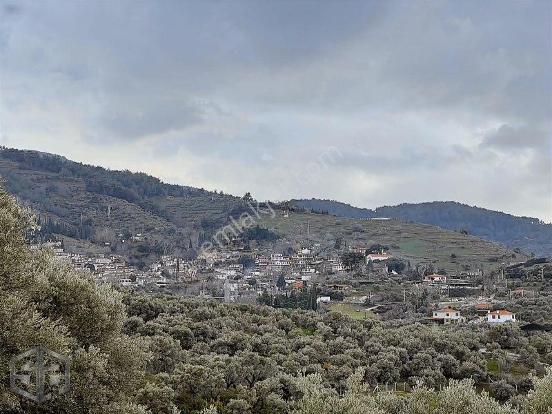 İzmir Selçuk Şirince Köyünde Manzaralı Zeytinlik 2240m2