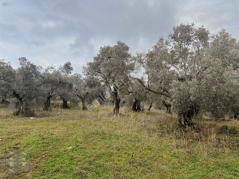 İzmir Selçuk Şirince Köyünde Manzaralı Zeytinlik 2240m2 — fotoğraf 2