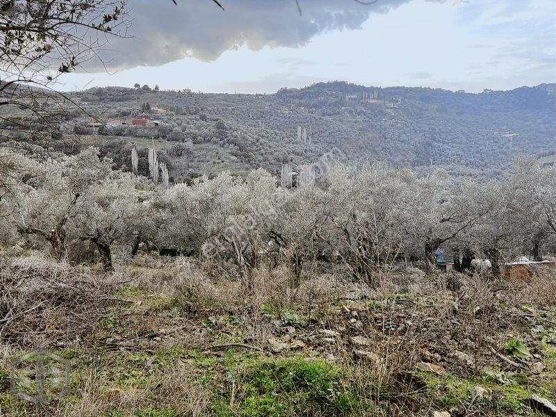 İzmir Selçuk Şirince Köyünde Manzaralı Zeytinlik 2240m2 — fotoğraf 3