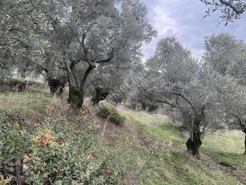 İzmir Selçuk Şirince Köyünde Manzaralı Zeytinlik 2240m2 — fotoğraf 4