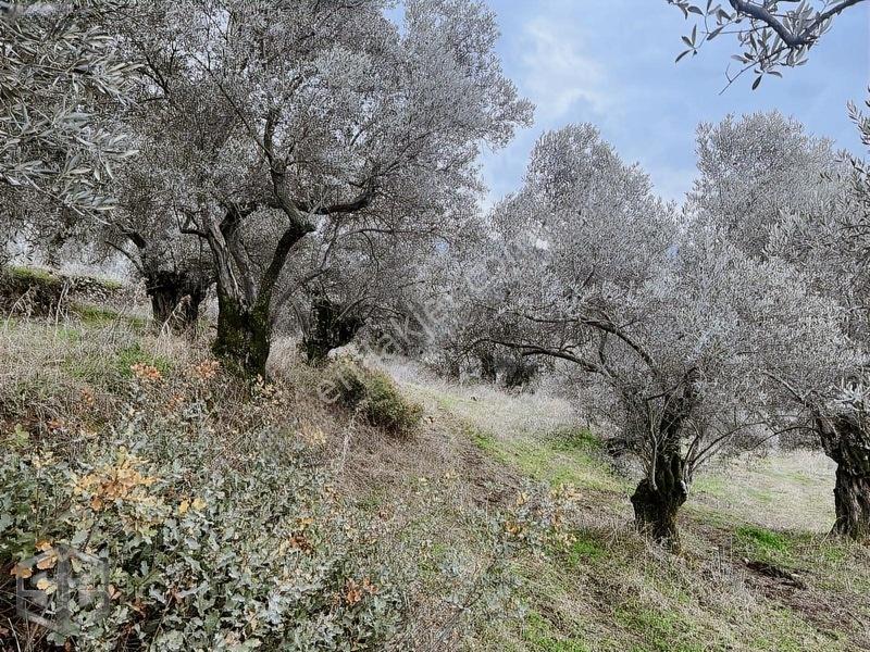 İzmir Selçuk Şirince Köyünde Manzaralı Zeytinlik 2240m2 — fotoğraf 5