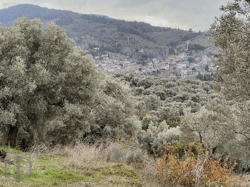 İzmir Selçuk Şirince Köyünde Manzaralı Zeytinlik 2240m2 — fotoğraf 6