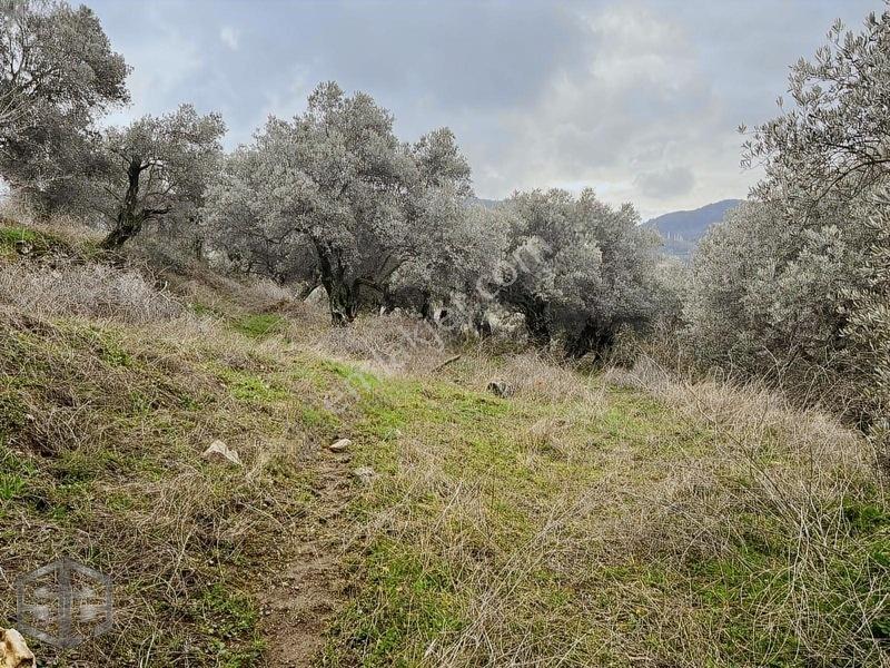 İzmir Selçuk Şirince Köyünde Manzaralı Zeytinlik 2240m2 — fotoğraf 7