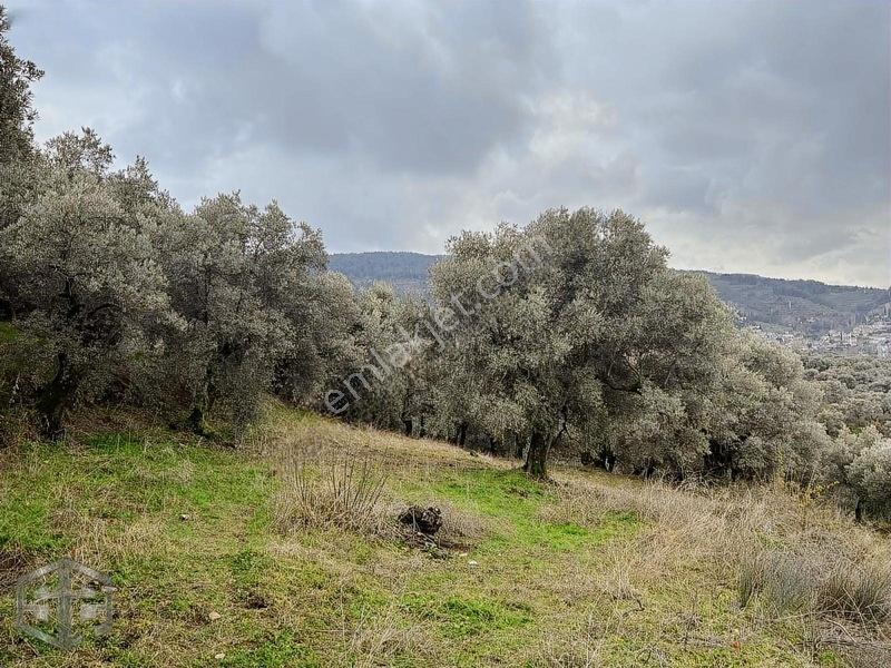 İzmir Selçuk Şirince Köyünde Manzaralı Zeytinlik 2240m2 — fotoğraf 8