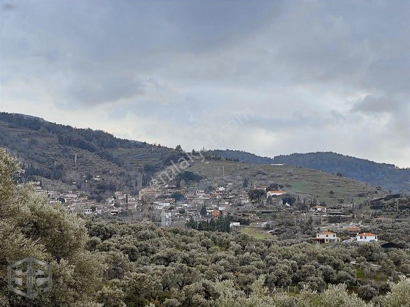 İzmir Selçuk Şirince Köyünde Manzaralı Zeytinlik 2240m2 — fotoğraf 9