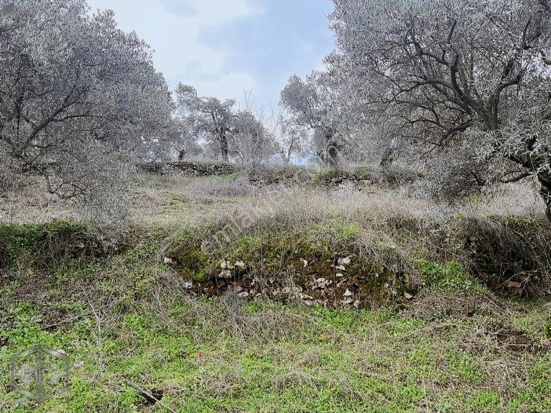 İzmir Selçuk Şirince Köyünde Manzaralı Zeytinlik 2240m2 — fotoğraf 10