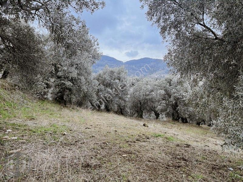 İzmir Selçuk Şirince Köyünde Manzaralı Zeytinlik 2240m2 — fotoğraf 11
