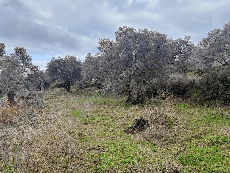 İzmir Selçuk Şirince Köyünde Manzaralı Zeytinlik 2240m2 — fotoğraf 12