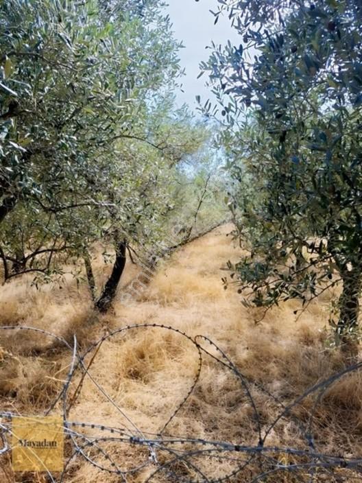 Mayadan Gyo A.ş. Den Erdek Çeltikçi ' De Satılık Zeytinlik — fotoğraf 2