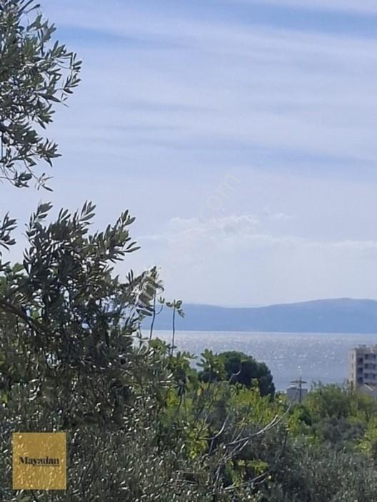 Mayadan Gyo A.ş. Den Erdek Çeltikçi ' De Satılık Zeytinlik — fotoğraf 3